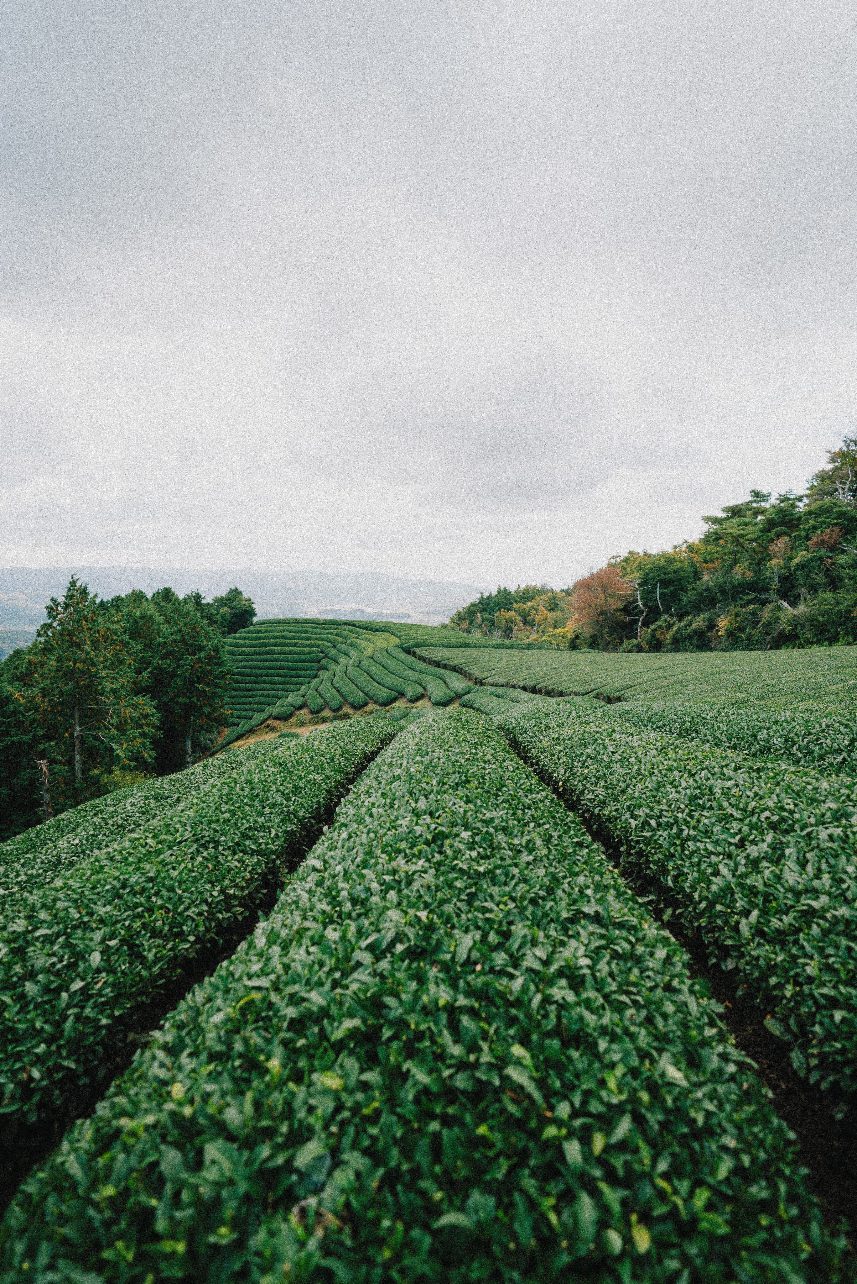 Japanese Uji matcha tea plantation with rows of green tea bushes under a cloudy sky.